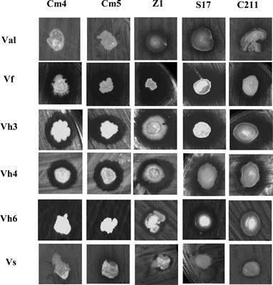 Probiotic properties of Bacillus strains isolated from the gastrointestinal tract against pathogenic <mark class="highlighted">Vibriosis</mark>
